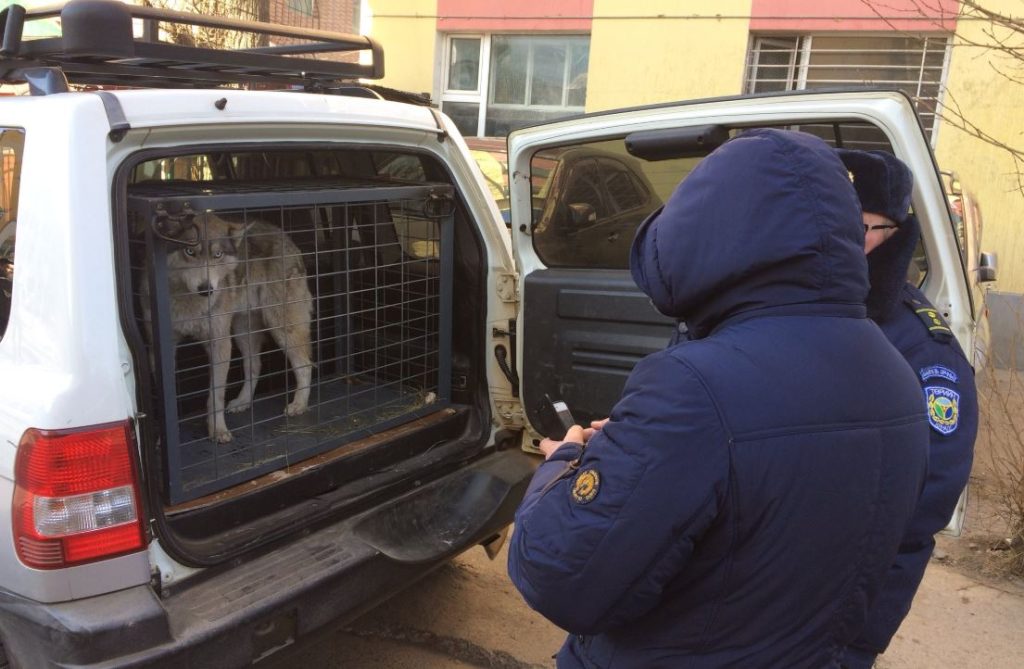 Хотод орж ирсэн гэх чоно нь “Нохой” байжээ