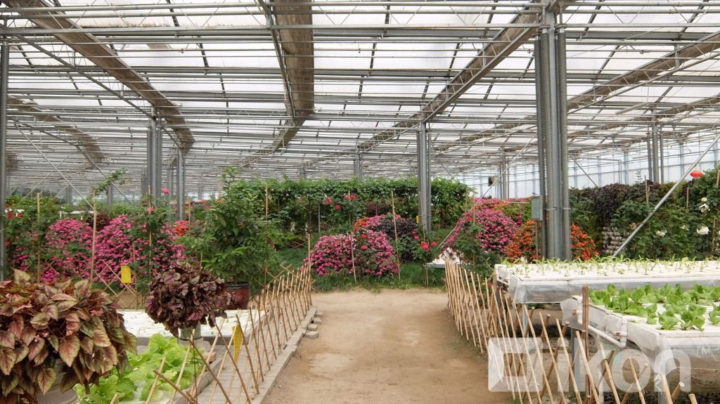 ФОТО: 1,700 гаруй төрлийн ургамал ургуулдаг Хөх хотын жишиг хүлэмж